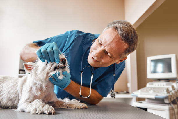 Best Emergency Tooth Extraction  in North Springfield, VA
